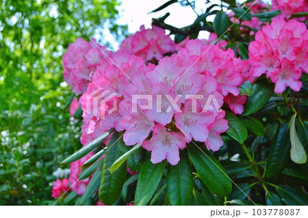Rhododendron (Azalea) flowers in the city park under spring 103778087
