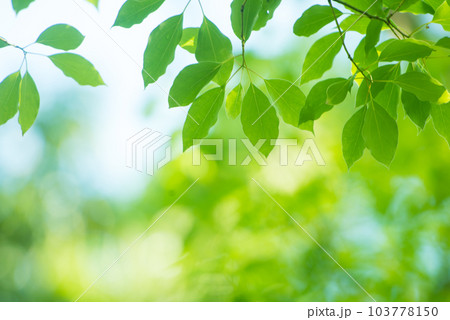 爽やか春の芽吹き 新緑 爽やか春の芽吹き 新緑 103778150