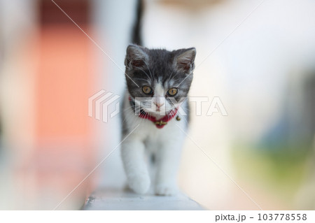 歩く仔猫 103778558