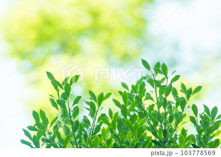 爽やか春の芽吹き 新緑 103778569