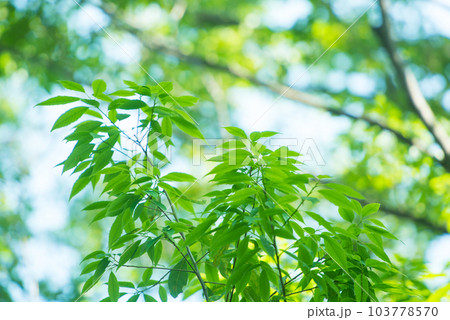 爽やか春の芽吹き 新緑 103778570
