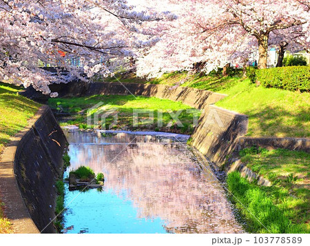 川面に映る水無瀬川の桜 川面に映る水無瀬川の桜 103778589