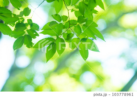 爽やか春の芽吹き 新緑 103778961