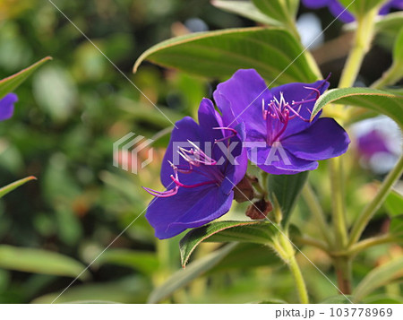 シコンノボタンの花のアップ シコンノボタンの花のアップ 103778969