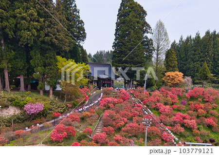 天王寺神社のつつじ全景 103779121
