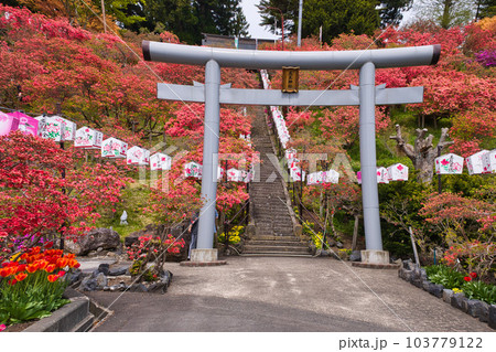 天王寺神社のつつじ 天王寺神社のつつじ 103779122