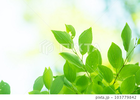 爽やか春の芽吹き 新緑 103779842