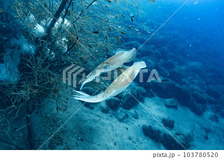 寄り添うイカ 寄り添うイカ 103780520