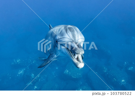威嚇するイルカ 威嚇するイルカ 103780522