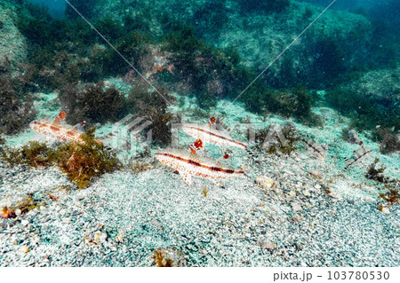 整列する魚 整列する魚 103780530
