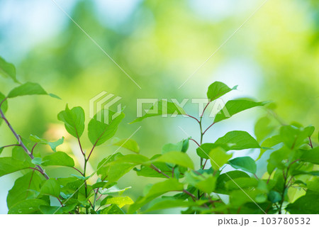 爽やか春の芽吹き 新緑 爽やか春の芽吹き 新緑 103780532
