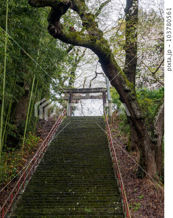 神社の参道 103780561