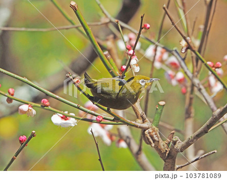 白梅の枝にとまる可愛いメジロ一羽 白梅の枝にとまる可愛いメジロ一羽 103781089