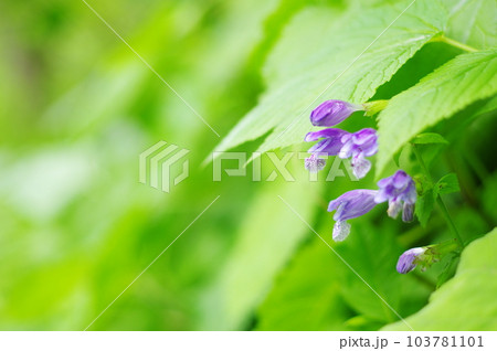 緑の葉の影に咲く紫色の花ラショウモンカズラ 緑の葉の影に咲く紫色の花ラショウモンカズラ 103781101
