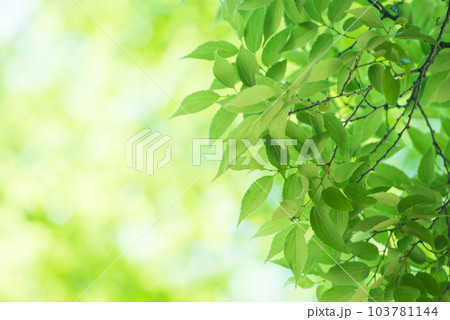 爽やか春の芽吹き 新緑 103781144