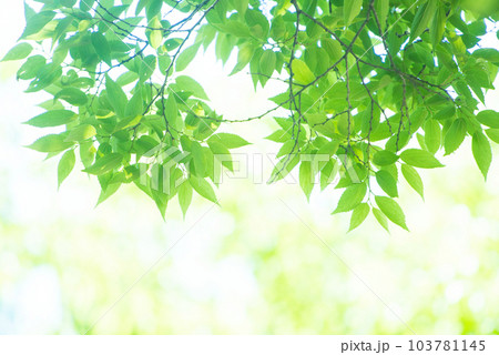 爽やか春の芽吹き 新緑 103781145