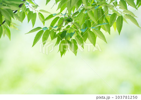 爽やか春の芽吹き 新緑 爽やか春の芽吹き 新緑 103781250