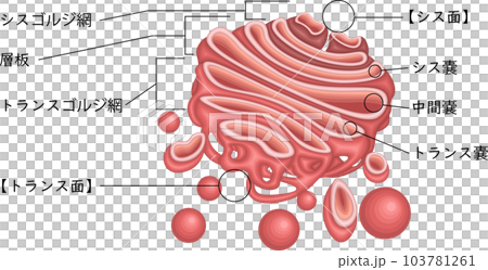 高爾基體結構圖日語 103781261