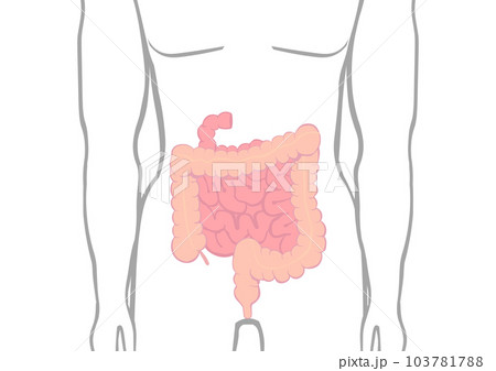 人の大腸と小腸の位置を示すイラスト 人の大腸と小腸の位置を示すイラスト 103781788