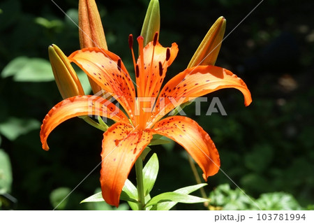 コオニユリ（小鬼百合）咲き始め 103781994