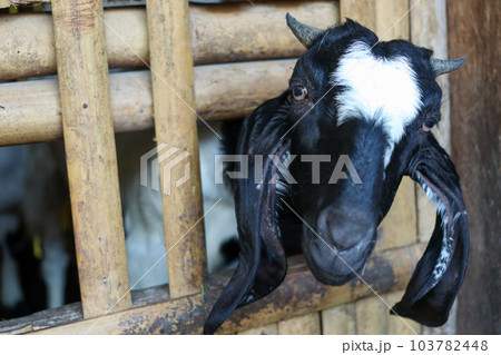 Local goat 103782448