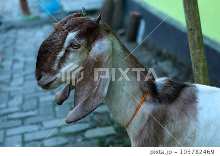 local goat local goat 103782469