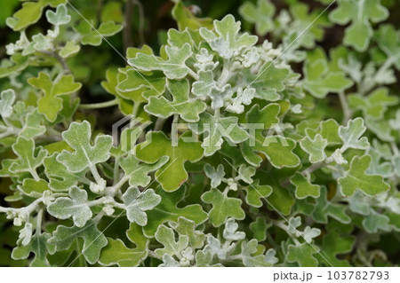 アシズリノジギク(足摺野路菊)の葉、ノジギクの変種 アシズリノジギク(足摺野路菊)の葉、ノジギクの変種 103782793