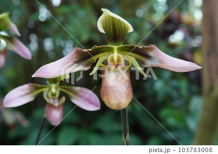パフィオペディルム アップルトニアナム Paphiopedilum appletonianum パフィオペディルム アップルトニアナム Paphiopedilum appletonianum 103783008