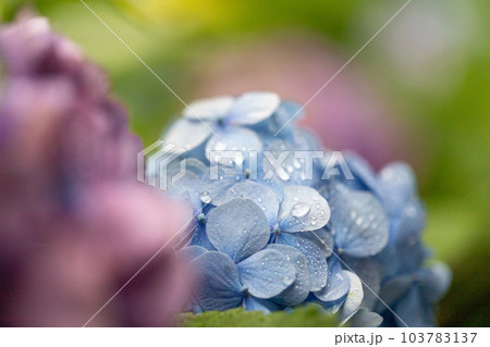 雨上がりの紫陽花 雨上がりの紫陽花 103783137