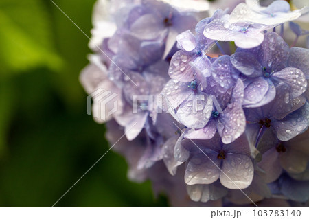 雨上がりの紫陽花 103783140
