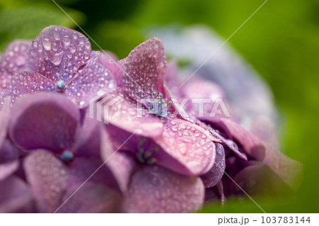 雨上がりの紫陽花 103783144