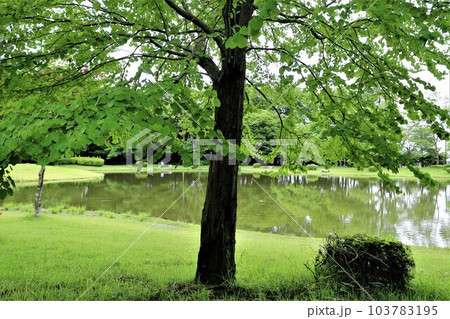 爽やかな緑　水面に映る若葉　　静かな公園 103783195