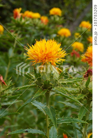 ベニバナの花 紅色染料や食用油の原料として栽培される ベニバナの花 紅色染料や食用油の原料として栽培される 103783209