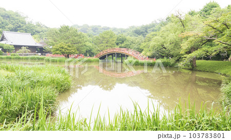 神奈川県横浜市金沢区称名寺の梅雨(6月) 神奈川県横浜市金沢区称名寺の梅雨(6月) 103783801