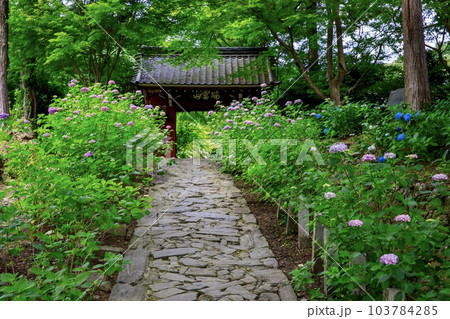 額田郡幸田町、本光寺の参道と紫陽花の花 額田郡幸田町、本光寺の参道と紫陽花の花 103784285