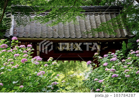 額田郡幸田町、本光寺の参道と紫陽花の花 額田郡幸田町、本光寺の参道と紫陽花の花 103784287