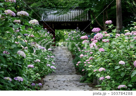 額田郡幸田町、本光寺の参道と紫陽花の花 103784288