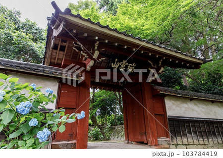 額田郡幸田町、本光寺の参道と紫陽花の花 額田郡幸田町、本光寺の参道と紫陽花の花 103784419