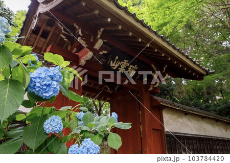 額田郡幸田町、本光寺の参道と紫陽花の花 103784420
