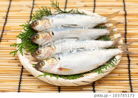 こはだ こはだ 103785173