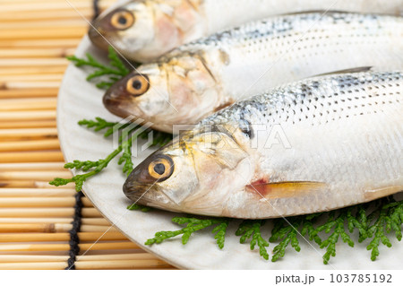 こはだ こはだ 103785192