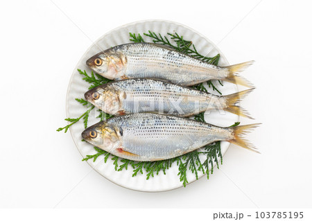 こはだ こはだ 103785195