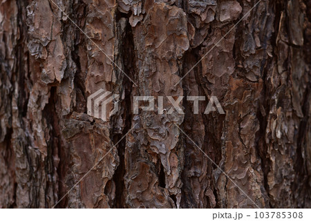 樹皮のナチュラル系テクスチャ背景 103785308