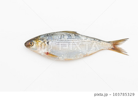 こはだ こはだ 103785329