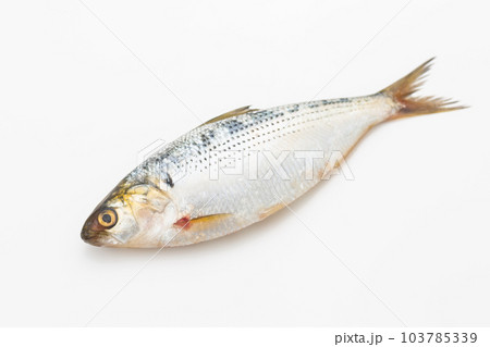 こはだ こはだ 103785339