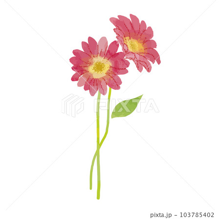 水彩手描きのガーベラの花のイラスト素材 [103785402] - PIXTA