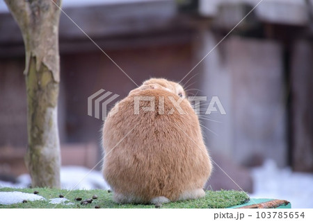 石川  うさぎの里  うさぎ 103785654