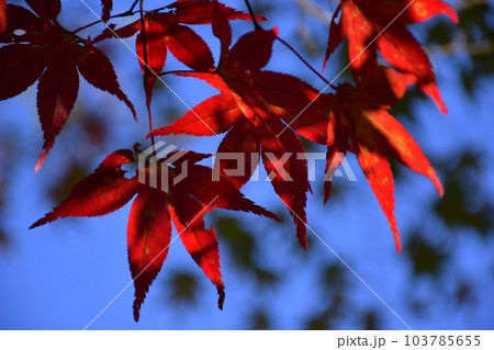 毘沙門堂  紅葉 103785655
