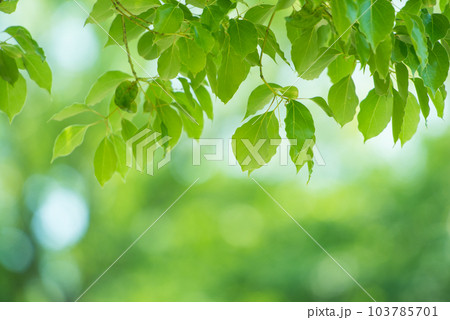 爽やか春の芽吹き 新緑 103785701
