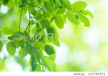 爽やか春の芽吹き 新緑 103785971
